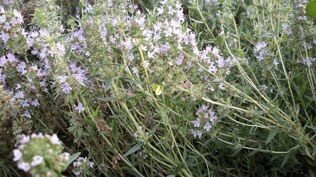Thymus daenensis